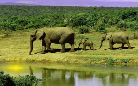 मध्यप्रदेश के राष्ट्रीय उद्यान