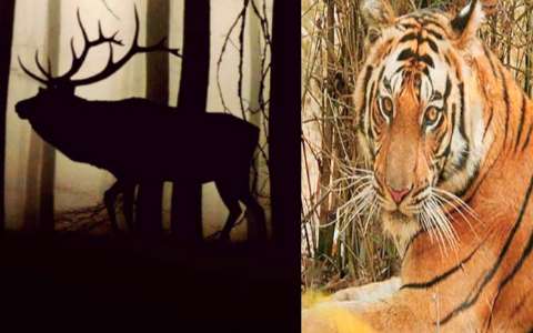 मध्यप्रदेश के टाइगर रिजर्व