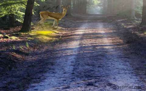 मध्यप्रदेश के अभ्यारण्य