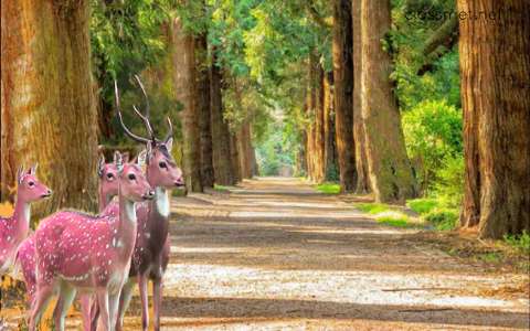 राजस्थान के वन्यजीव अभ्यारण्य