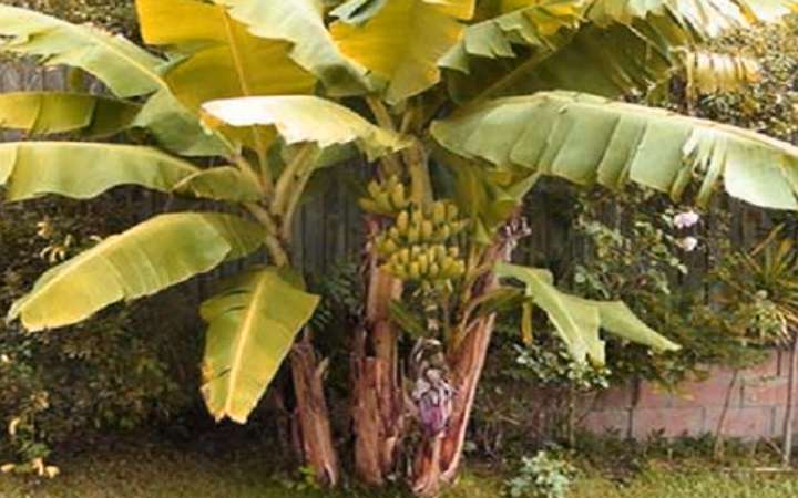 केला का पेड़ कैसा होता है