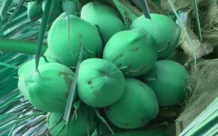 नारियल पानी