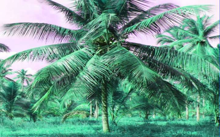 नारियल तेल के फायदे | नारियल पानी के फायदे | नारियल का पेड़