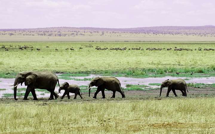 विश्व में घास के प्रमुख मैदान एवं क्षेत्र