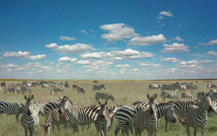 घास के मैदान | विश्व में घास के प्रमुख मैदान एवं क्षेत्र