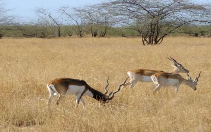 गुजरात के वन्यजीव अभ्यारण्य | गुजरात के राष्ट्रीय उद्यान, टाइगर रिजर्व