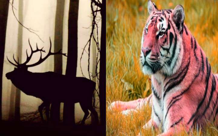 महाराष्ट्र के राष्ट्रीय उद्यान | महाराष्ट्र के वन्यजीव अभ्यारण्य