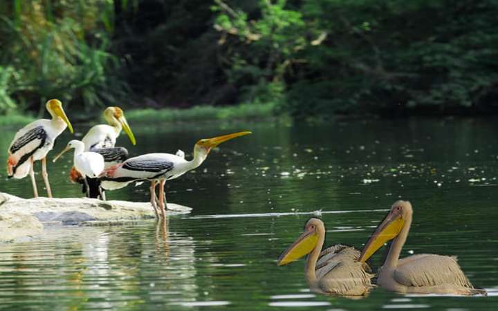 महाराष्ट्र के वन्यजीव अभ्यारण्य