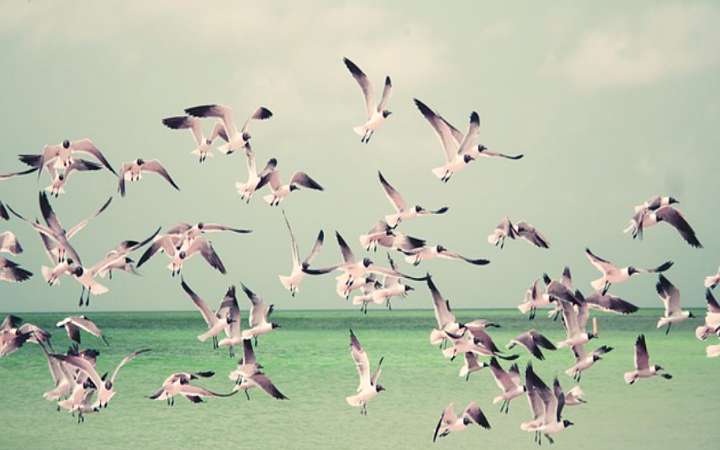 भारत में पक्षी अभयारण्य की पूरी सूची विस्तार से